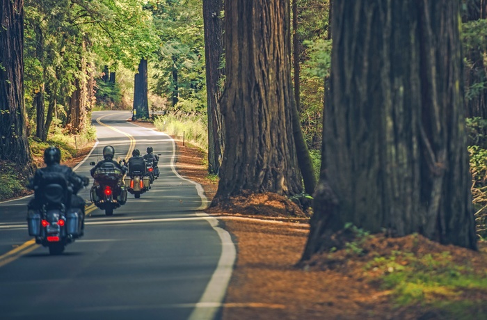 Motorcykler gennem Redwood State Park - Californien