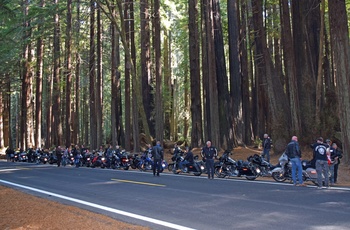 Highway 1 - motorcykelkørsel genne skov i Californien