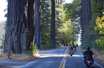 Highway 1 - motorkørsel gennem Redwood National Park