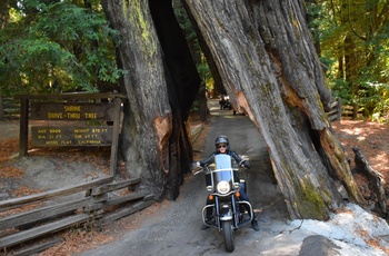 Highway 1 - Motorcykel kører igennem et kæmpe redwood træ