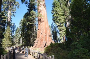 Highway 1 - Et af de enorme træer i Sequoia National Park