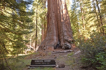 Highway 1 - Et af de enorme træer i Sequoia National Park