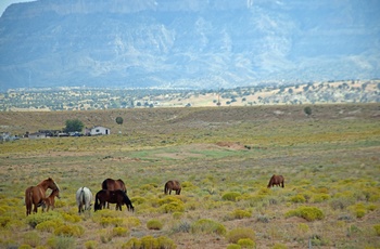 MC Route 66 og Arizona - Vilde Mustang heste - Arizona