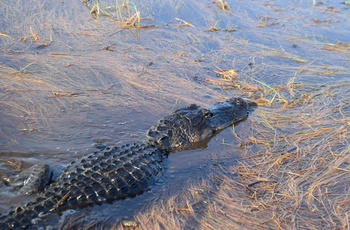 MC-tur Florida Rundt og Daytona - dag 10: Alligator i Everglades